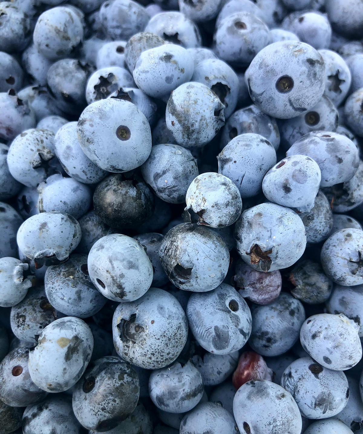 Vegegurtes Solidos Frutos Vermelhos Imagem 2